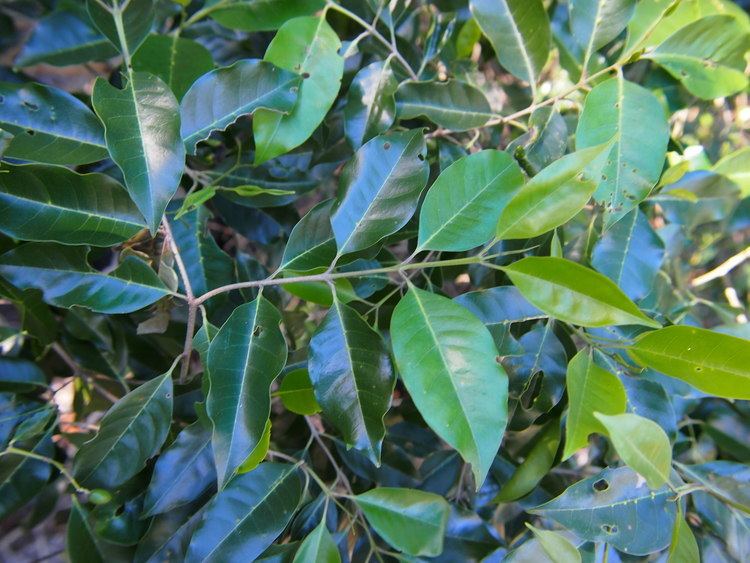 Olea paniculata FileOlea paniculata foliagejpg Wikimedia Commons