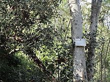 Olea woodiana httpsuploadwikimediaorgwikipediacommonsthu