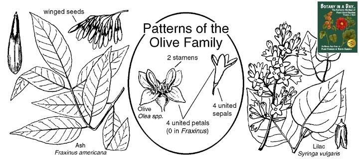 Oleaceae Oleaceae Olive Family Identify plants flowers shrubs and trees