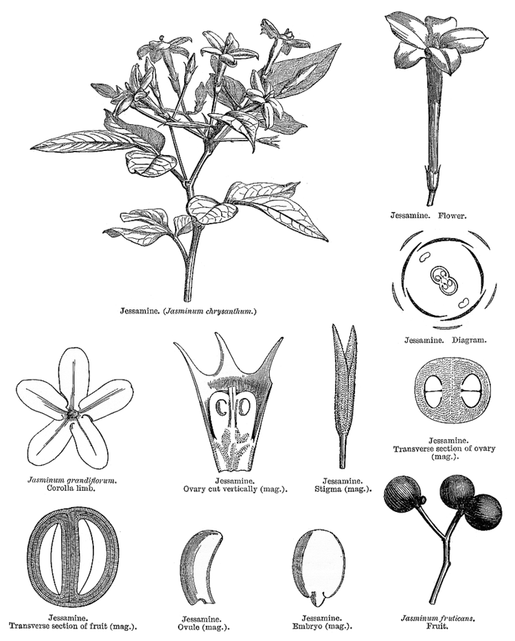 Oleaceae Angiosperm families Oleaceae Hoffmgg amp Link