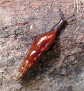 Oleacinidae httpsuploadwikimediaorgwikipediacommonsthu