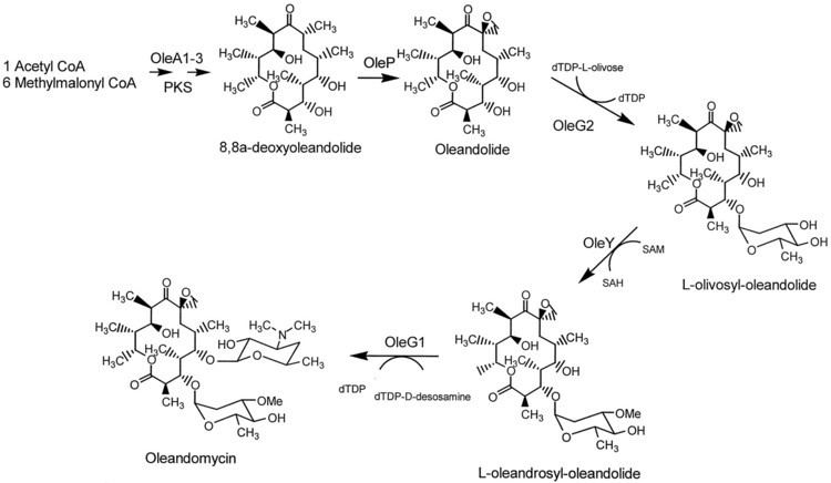 Oleandomycin Functional Analysis of OleY lOleandrosyl 3OMethyltransferase of