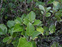 Olearia arborescens httpsuploadwikimediaorgwikipediacommonsthu
