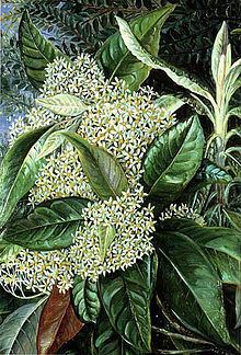 Olearia argophylla httpsuploadwikimediaorgwikipediacommonsthu