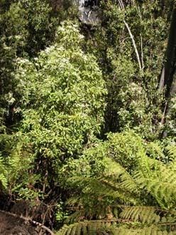 Olearia argophylla Key to Tasmanian Dicots