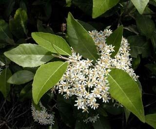 Olearia argophylla Key to Tasmanian Dicots