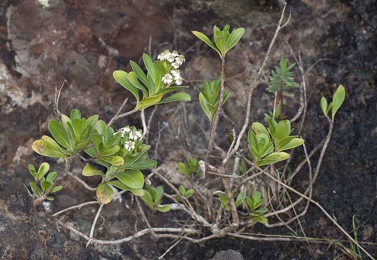 Olearia elliptica subsp. praetermissa