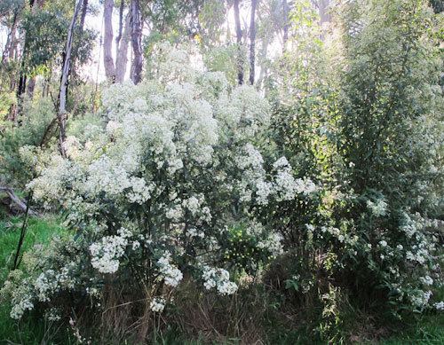 Olearia lirata Plant lists Ridge Understorey