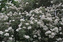 Olearia macrodonta httpsuploadwikimediaorgwikipediacommonsthu
