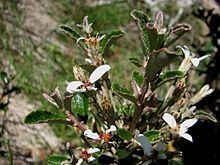 Olearia myrsinoides httpsuploadwikimediaorgwikipediacommonsthu