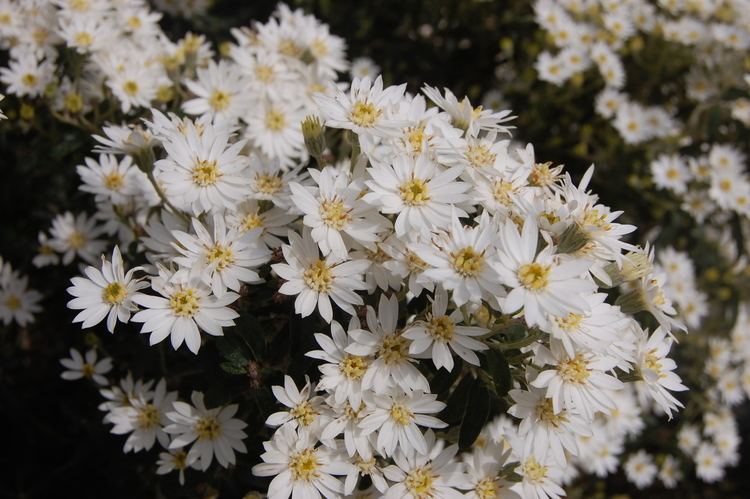 Olearia phlogopappa Olearia phlogopappa landscape architect39s pages