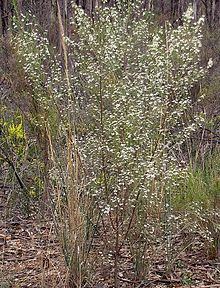 Olearia teretifolia httpsuploadwikimediaorgwikipediaenthumb0