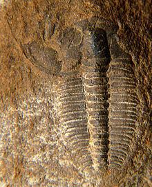 Olenus (trilobite) httpsuploadwikimediaorgwikipediacommonsthu