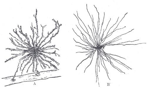 Olfactory ensheathing glia