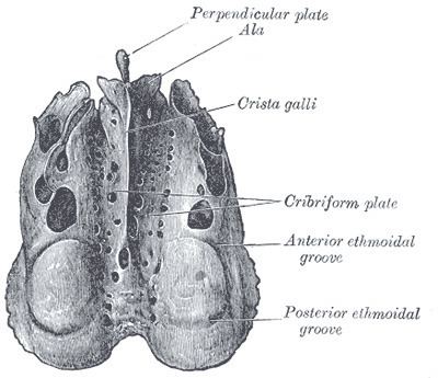 Olfactory foramina