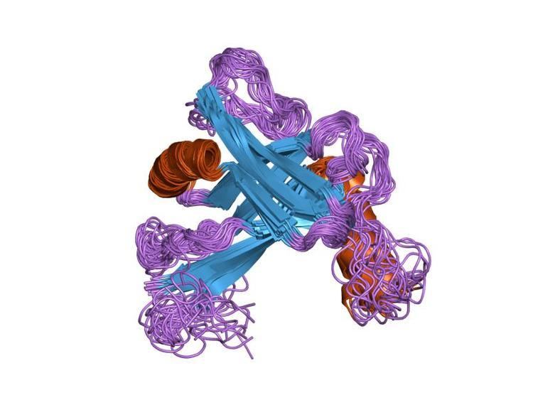 Olfactory marker protein