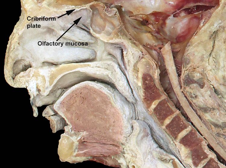 Olfactory nerve