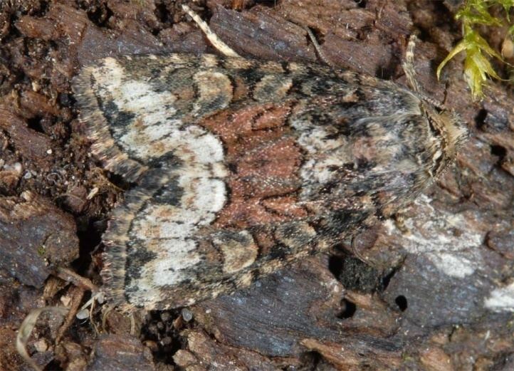 Oligia European Lepidoptera and their ecology Oligia versicolor