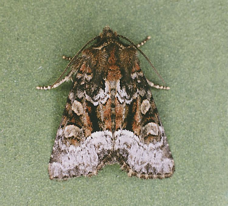 Oligia versicolor The Moths and Butterflies of Huntingdonshire