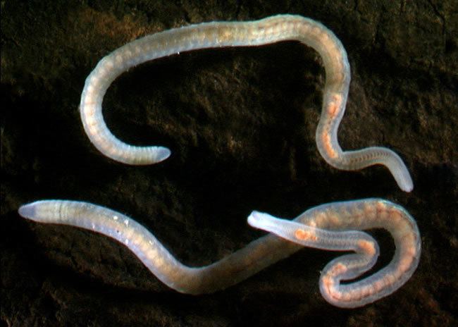 Oligochaeta Oligochaete worms Segmented worms Landcare Research