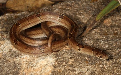 Oligodon taeniolatus Oligodon taeniolatus Snake Database