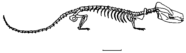 Oligokyphus Tritylodontidae