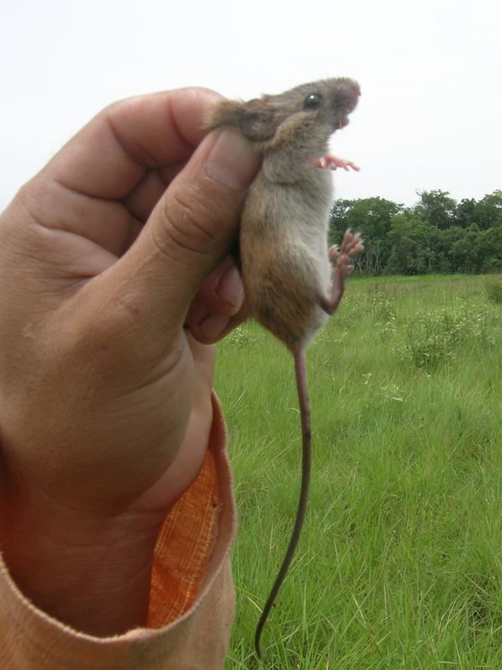 Oligoryzomys MATO GROSSO COLILARGO Oligoryzomys matogrossae FAUNA PARAGUAY