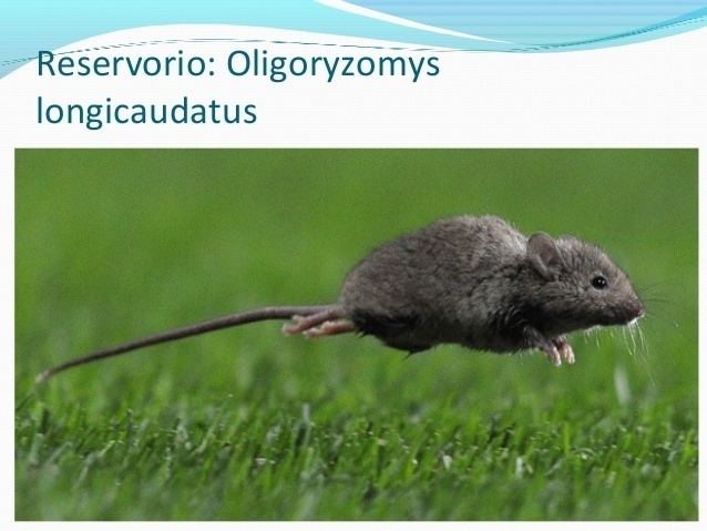 Oligoryzomys longicaudatus Enfermedades Virales Virus Hanta