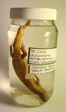 Oligosoma homalonotum httpsuploadwikimediaorgwikipediacommonsthu