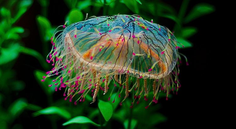 Olindias Flower Hat Jelly Olindias formosa1 Josh More Flickr