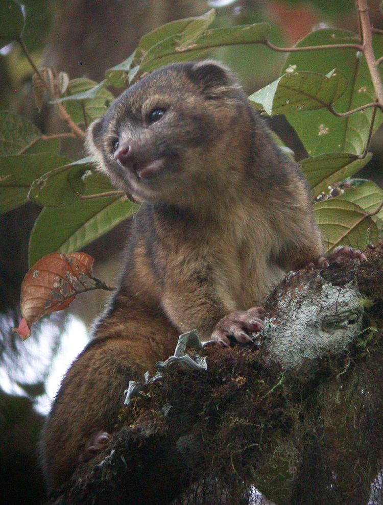 Olinguito Smithsonian Scientists Discover New Species of Carnivore Newsdesk