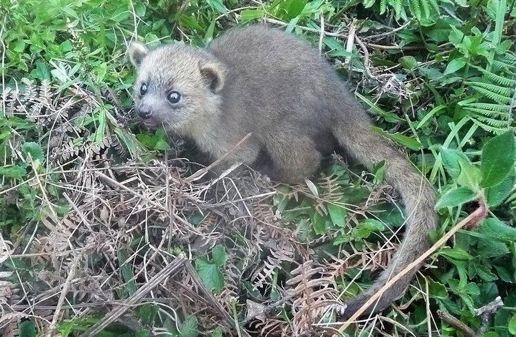 Olinguito One Year After Discovery Crowdsourcing the Olinguito At the