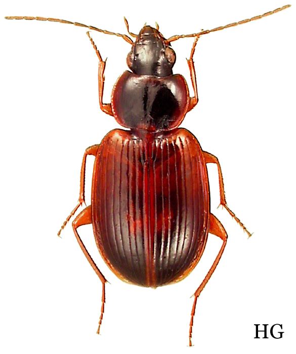Olisthopus Genus Olisthopus Dejean 1828 176 Carabidae