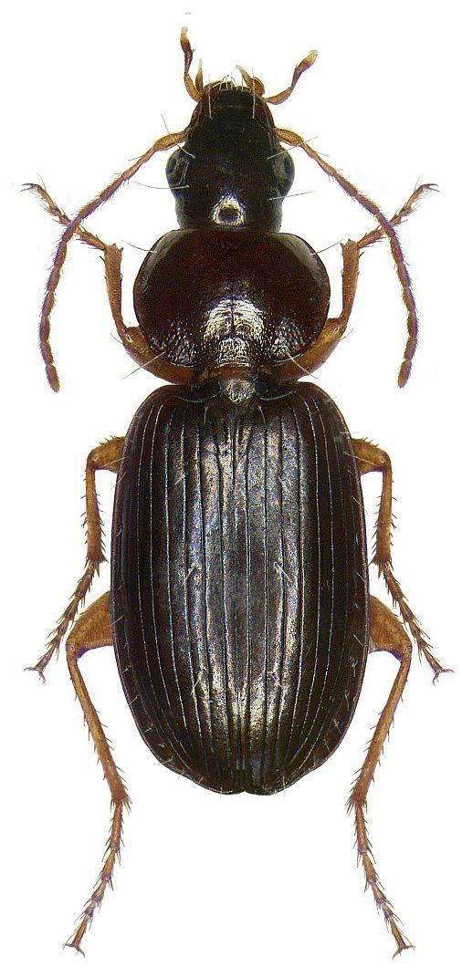 Olisthopus Olisthopus rotundatus Paykull 1790 Carabidae