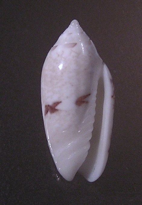 Oliva chrysoplecta