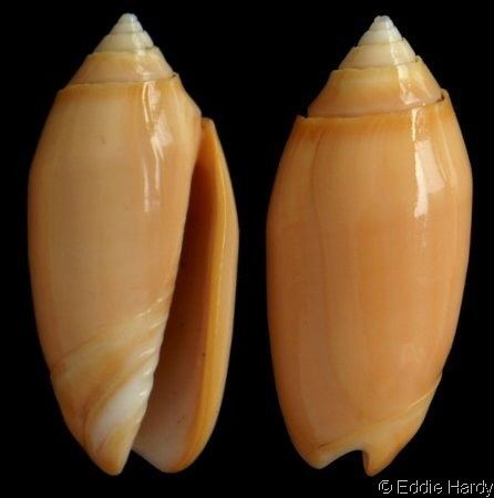 Oliva (gastropod) Shell Catalogue Family OLIVIDAE
