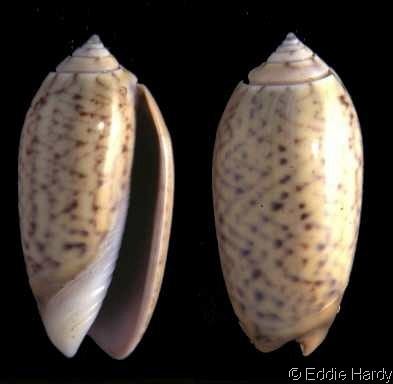 Oliva (gastropod) wwwgastropodscomShellImagesNOOlivaolivajpg