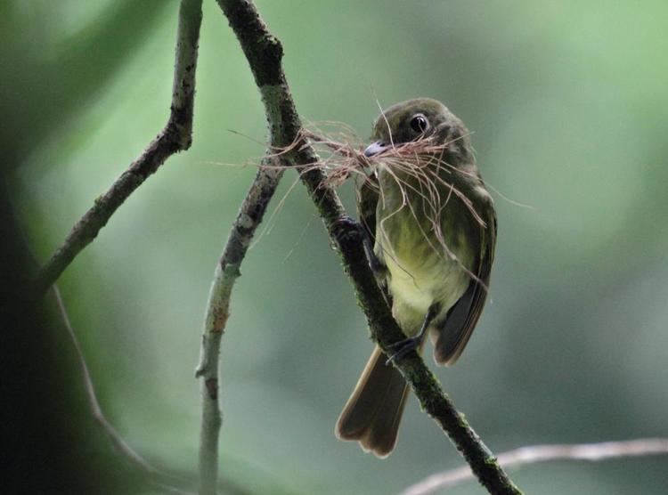 Olivaceous flatbill Olivaceous Flatbill Rhynchocyclus olivaceus videos photos and