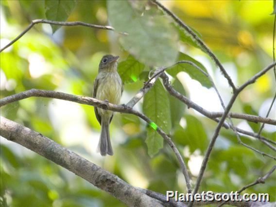 Olivaceous flatbill Olivaceous Flatbill Rhynchocyclus olivaceus PlanetScottcom