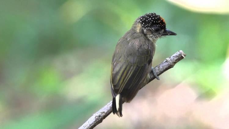 Olivaceous piculet Olivaceous Piculet YouTube