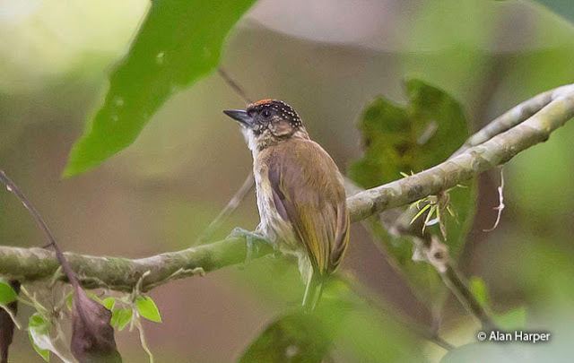 Olivaceous piculet Olivaceous Piculet