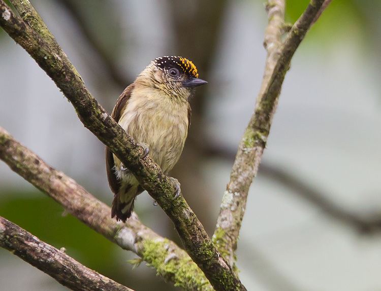 Olivaceous piculet 1000 images about Piculets on Pinterest Passerine Birds and