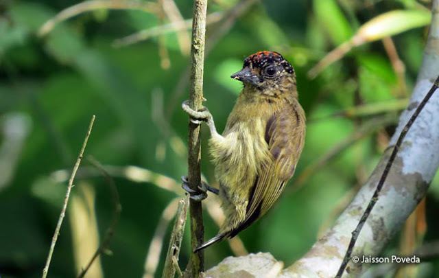 Olivaceous piculet Olivaceous Piculet