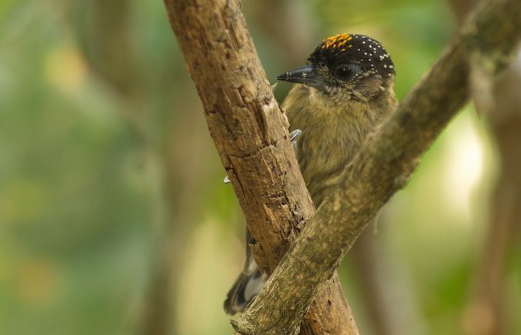 Olivaceous piculet Olivaceous piculet