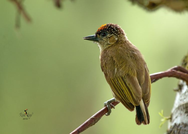 Olivaceous piculet Carpinterito Olivceo Telegrafista Olivaceous Piculet Flickr