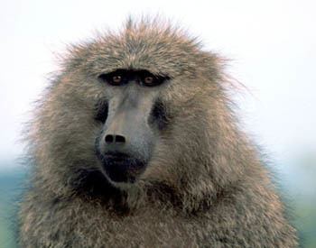 Olive baboon Olive Baboon The Animal Files
