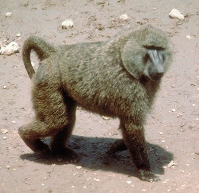 Olive baboon Primate Factsheets Olive baboon Papio anubis Taxonomy Morphology
