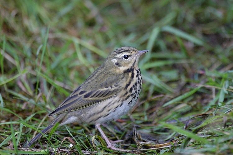 Olive-backed pipit 1st for Oman nominate Olivebacked Pipit Birding Frontiers