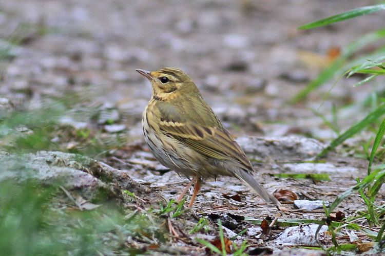 Olive-backed pipit Olivebacked Pipit Cornwall Bird Watching amp Preservation Society