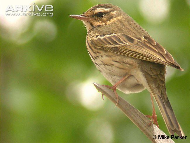 Olive-backed pipit Olivebacked pipit videos photos and facts Anthus hodgsoni ARKive